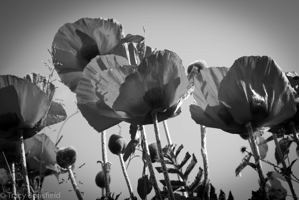 Poppies by tracybeautychick