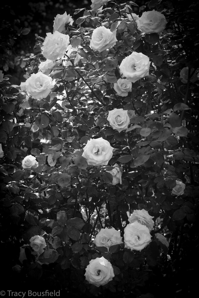 Rose bush by tracybeautychick