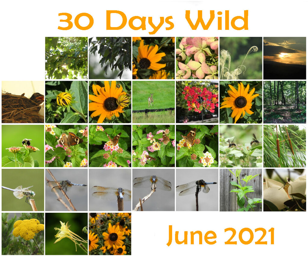 30dayswild2021 by homeschoolmom