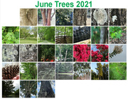 1st Jul 2021 - June Trees