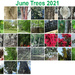 June Trees by homeschoolmom