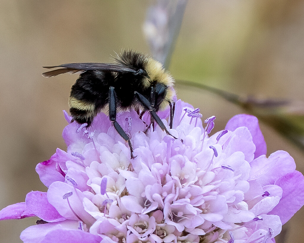 Bumblebee by nicoleweg