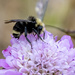 Bumblebee by nicoleweg