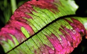 2nd Jul 2021 - Sorrel leaf