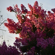2nd Jul 2021 - The February deep freeze and May rains were good for all of the Crepe Myrtles