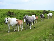30th Jun 2021 -  Wild Ponies on Hergest Ridge 