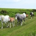  Wild Ponies on Hergest Ridge  by susiemc