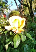 1st Jul 2021 - The yellow Rose of......