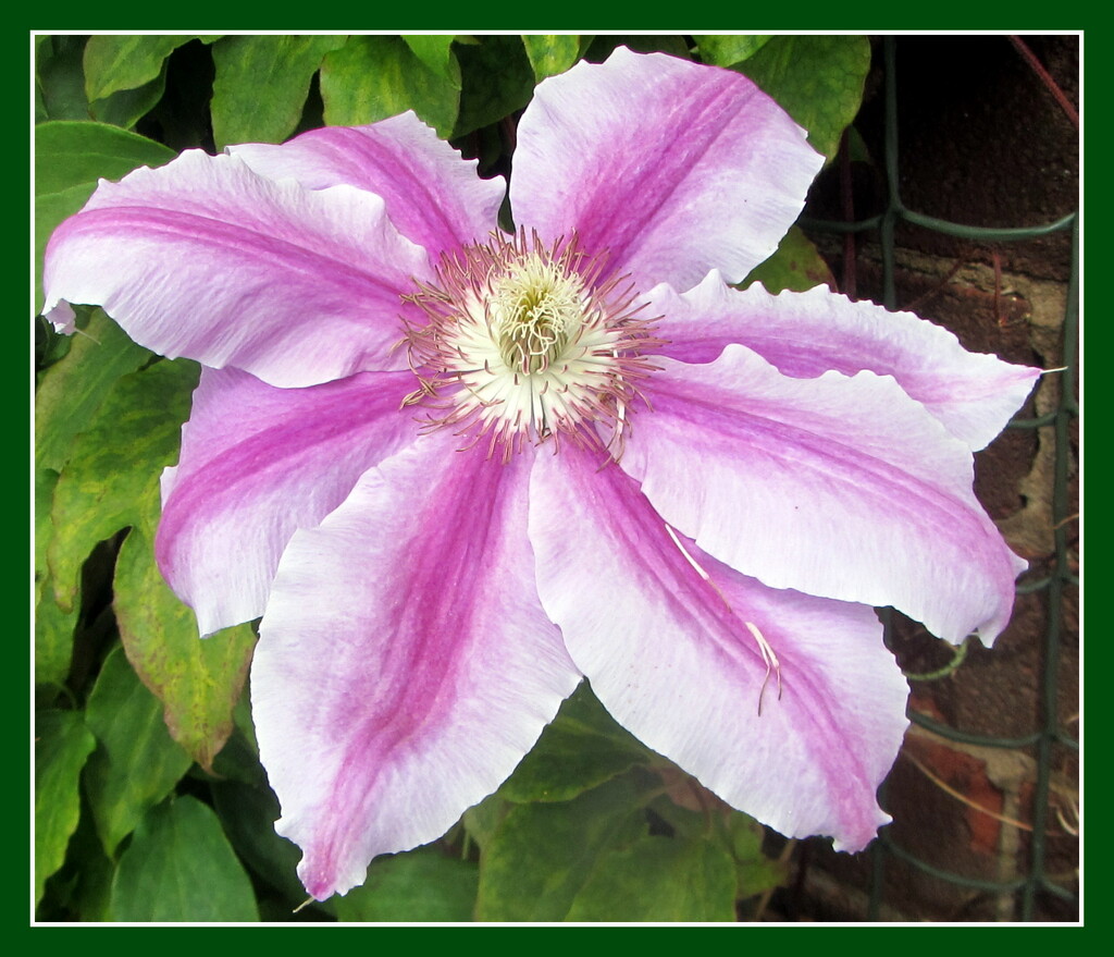 A Clematis flower by grace55
