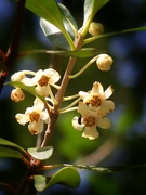 3rd Jul 2021 - Sweet olive/Tea Olive blossoms...