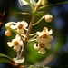 Sweet olive/Tea Olive blossoms... by marlboromaam