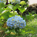 Blue Hydrangea by mumswaby