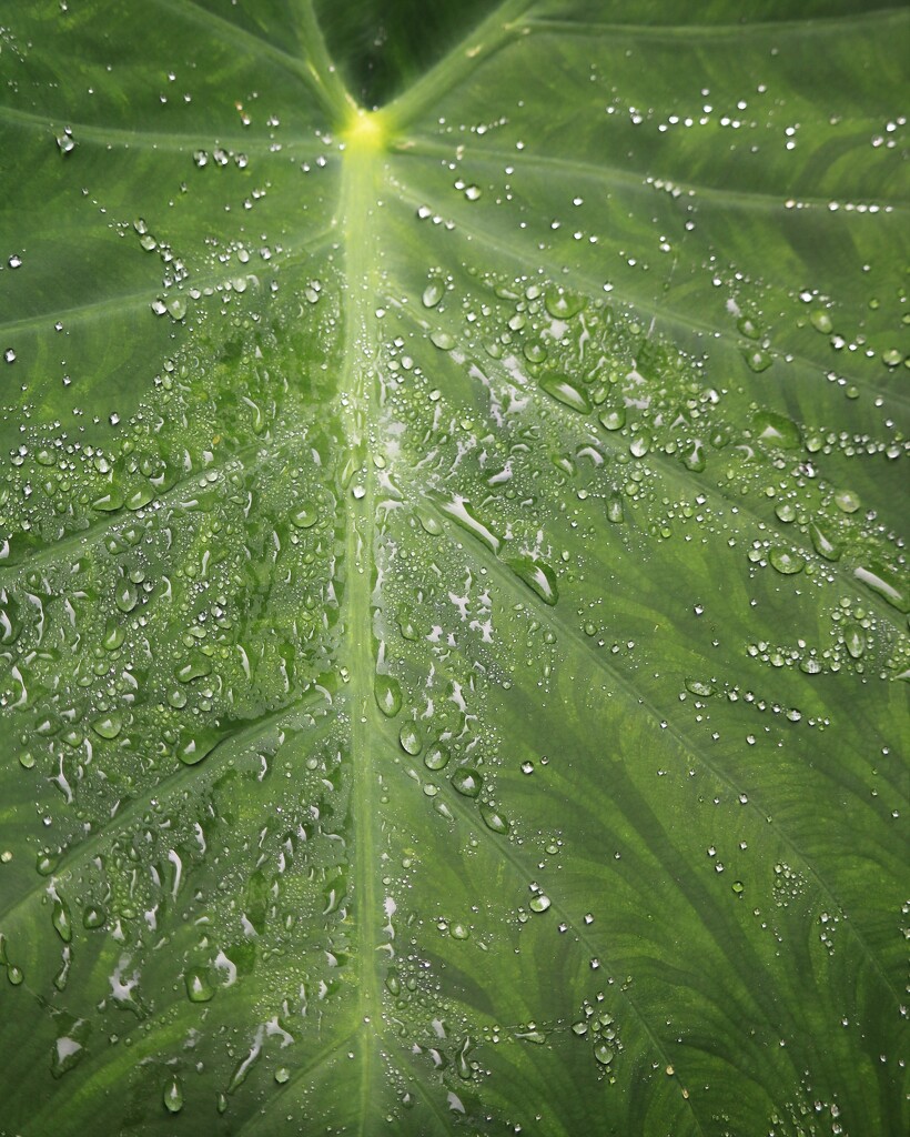 July 2: Water Droplets by daisymiller