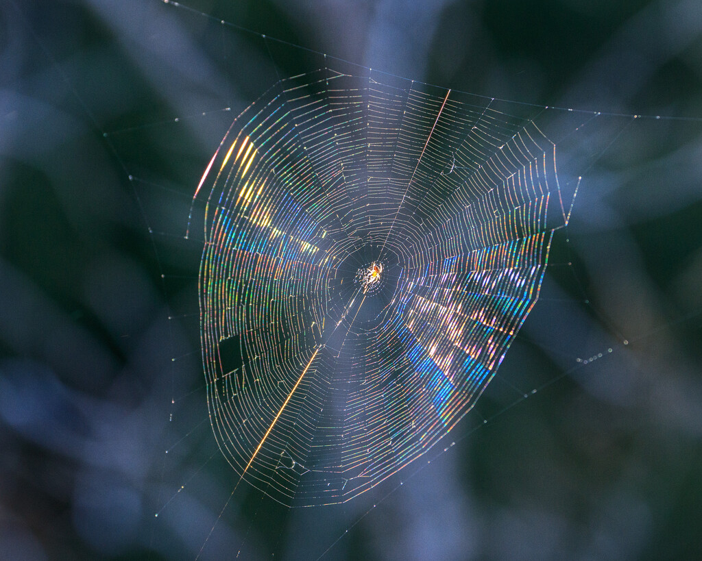 orb web by aecasey