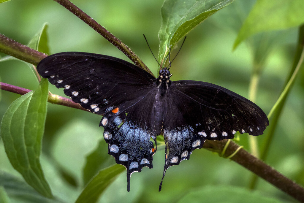 Spicebush Swallowtail by kvphoto