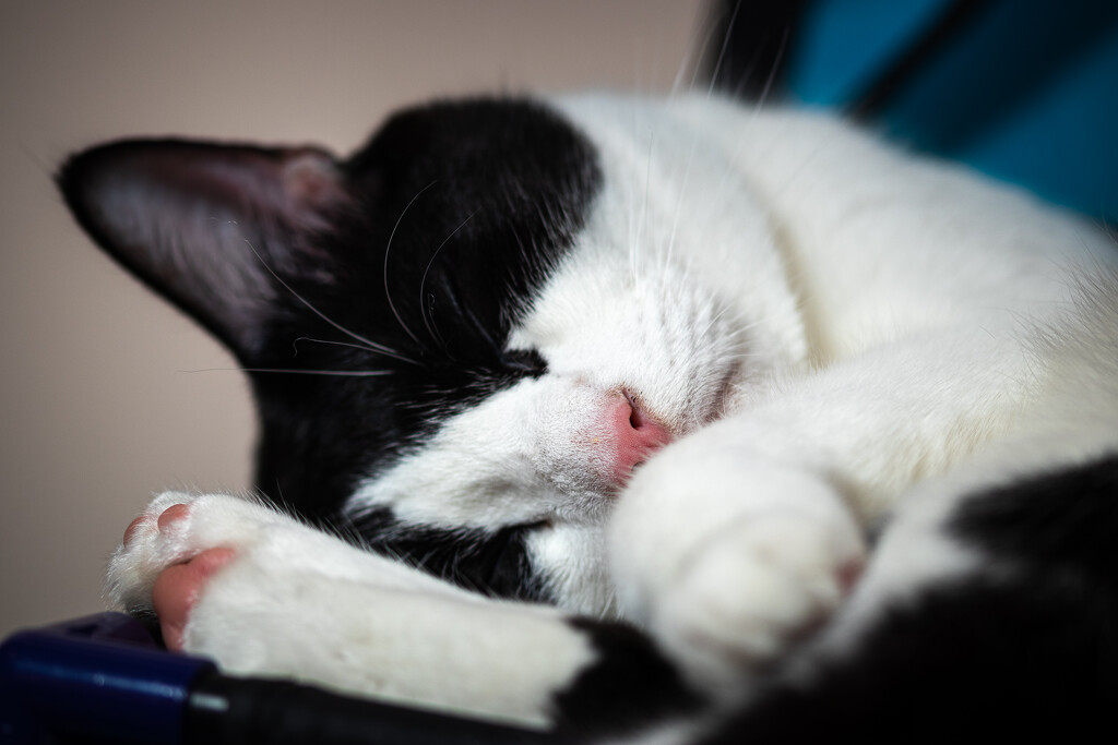 Sleepy Time for Sylvester by swchappell