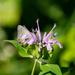 Butterfly on the bee balm by randystreat