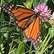 2nd Jul 2021 - Monarch Butterfly 