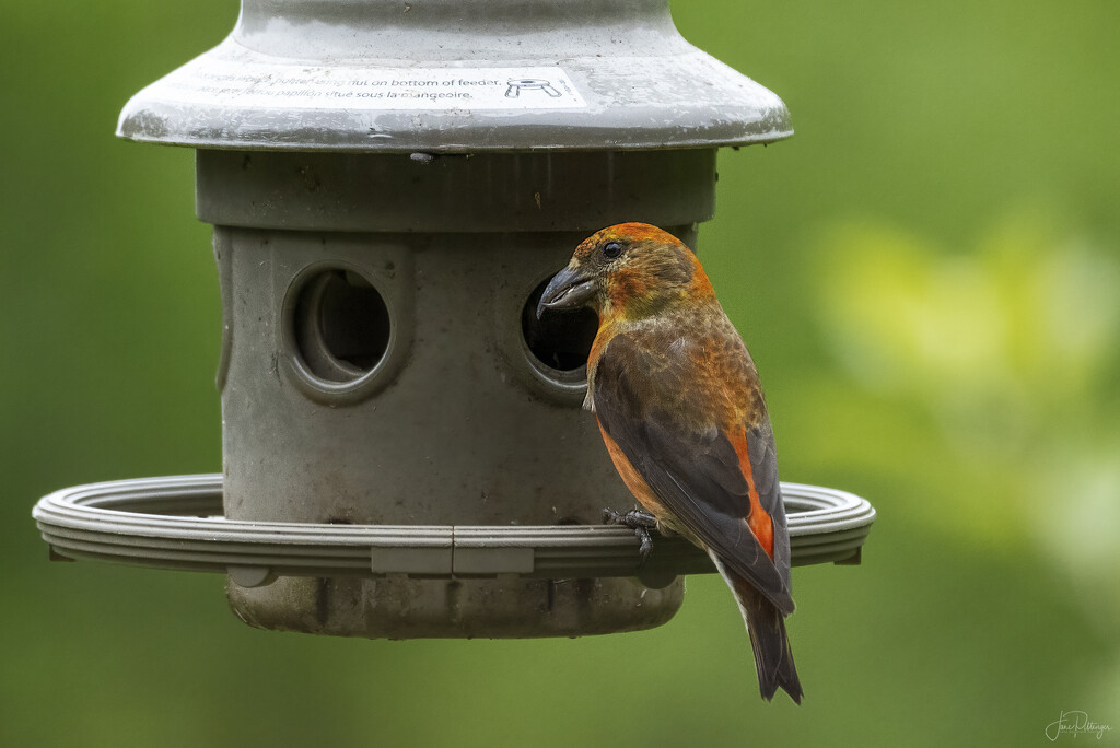 Crossbill At the Feeder by jgpittenger