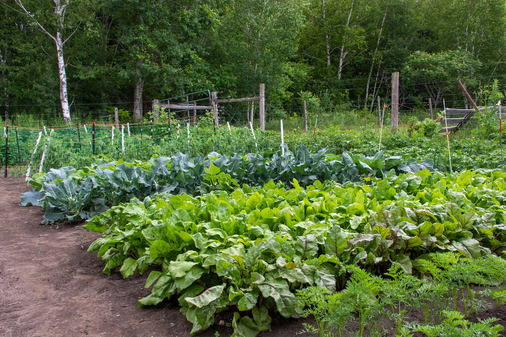 The Veggies are Doing Well by farmreporter