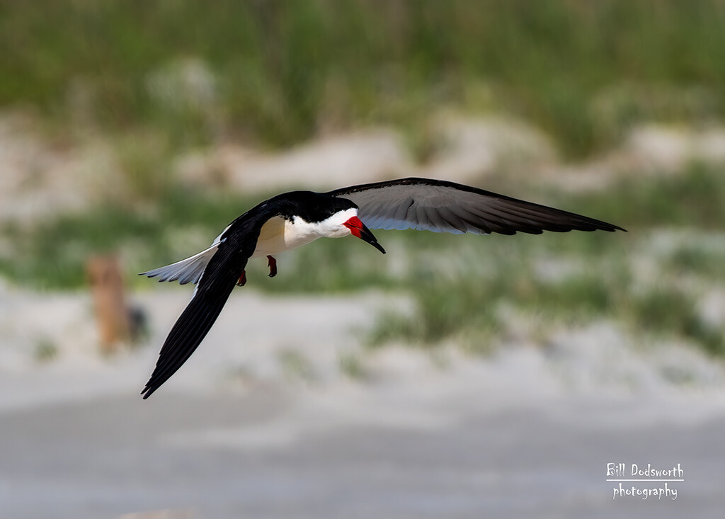 Now off to Ft DeSoto beach - a Black Skimmer by photographycrazy