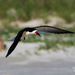 Now off to Ft DeSoto beach - a Black Skimmer by photographycrazy