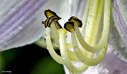 2nd Jul 2021 - Inside look hosta bloom watercolor processing