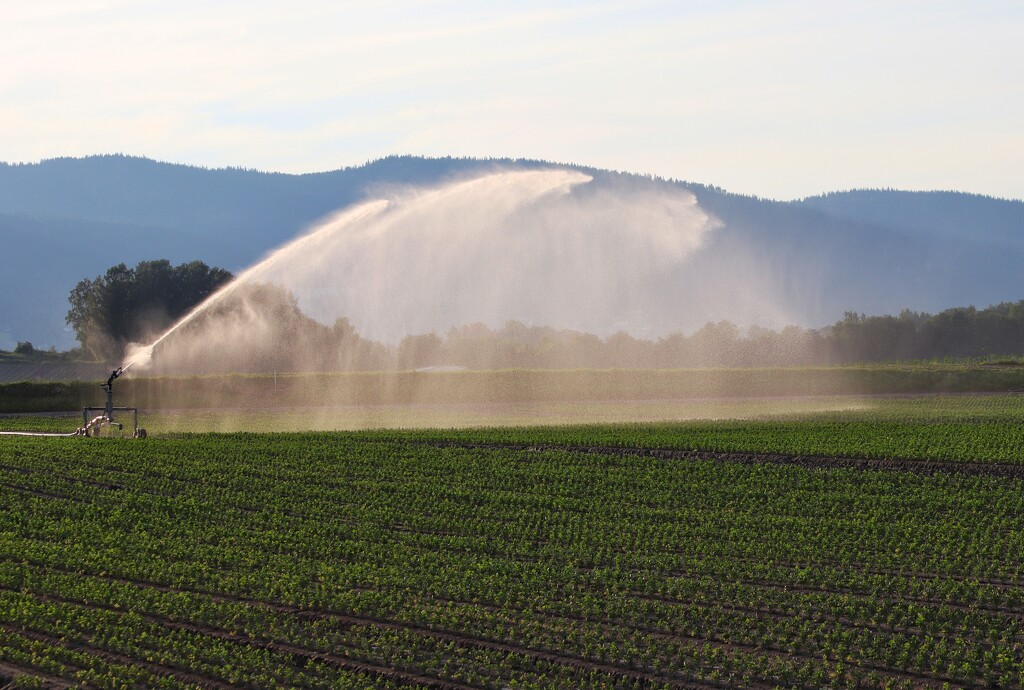 Irrigation by okvalle