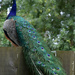 Peacock #2 by parisouailleurs