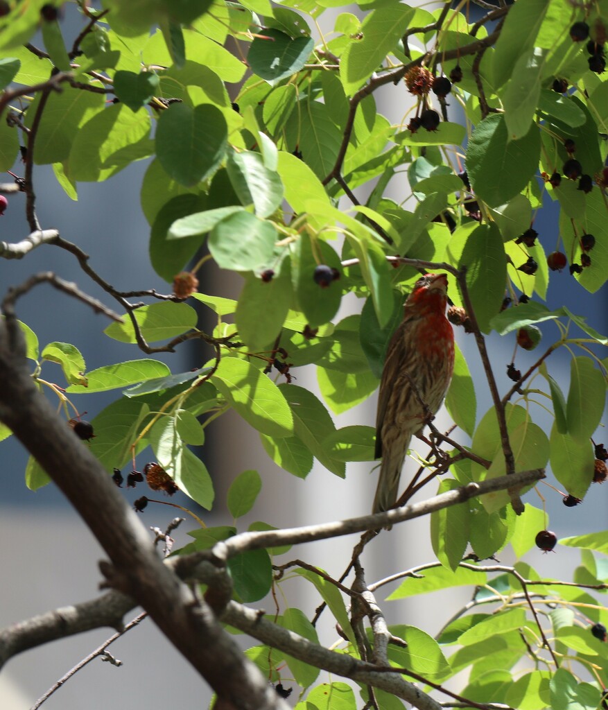 House Finch and Berries by 365projectorgheatherb
