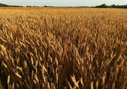 2nd Jul 2021 - Wheat Field With Fence