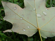 2nd Jul 2021 - Maple Leaf with Raindrops