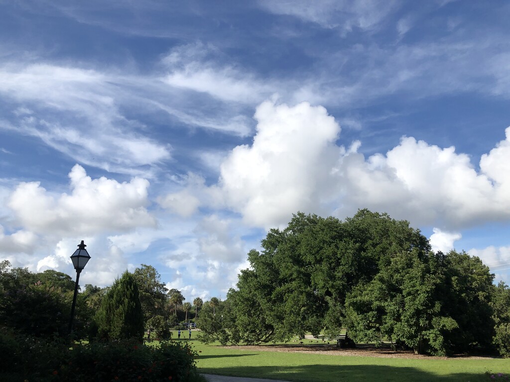 Summer afternoon clouds at the park by congaree