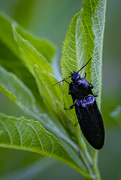 23rd Jun 2021 - A black bug