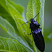 A black bug by jyokota