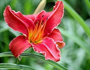 2nd Jul 2021 - Red Lilly