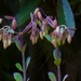 Kalanchoe In Bud ~    by happysnaps