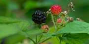 2nd Jul 2021 - black raspberry