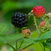 black raspberry by rminer