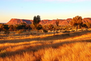 27th May 2021 - George Gill Range Golden Glow
