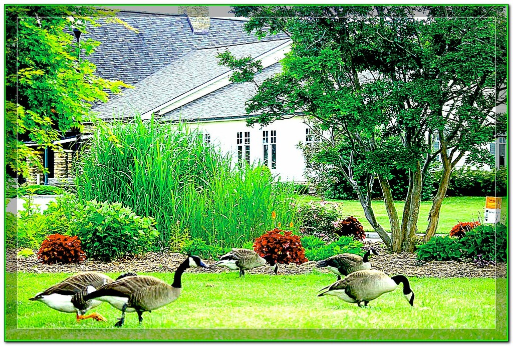 Canadian Geese Framed by vernabeth