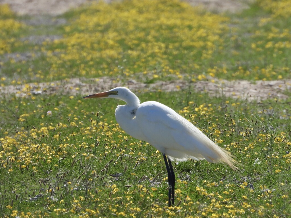 egret & yellow flowers by amyk