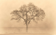 2nd Jul 2021 - Foggy Tree