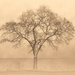 Foggy Tree by pdulis