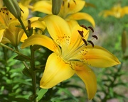 2nd Jul 2021 - Yellow Day Lily
