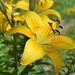 Yellow Day Lily by sandlily