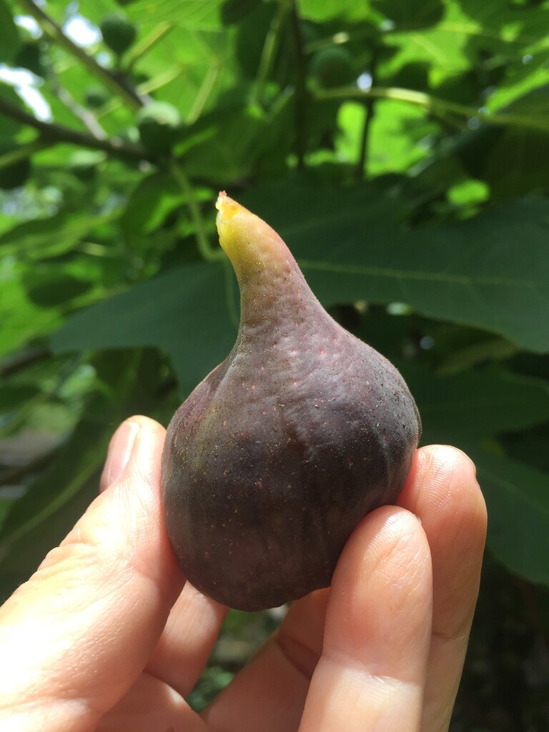 One ripe fig by margonaut