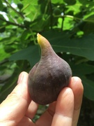 1st Jul 2021 - One ripe fig