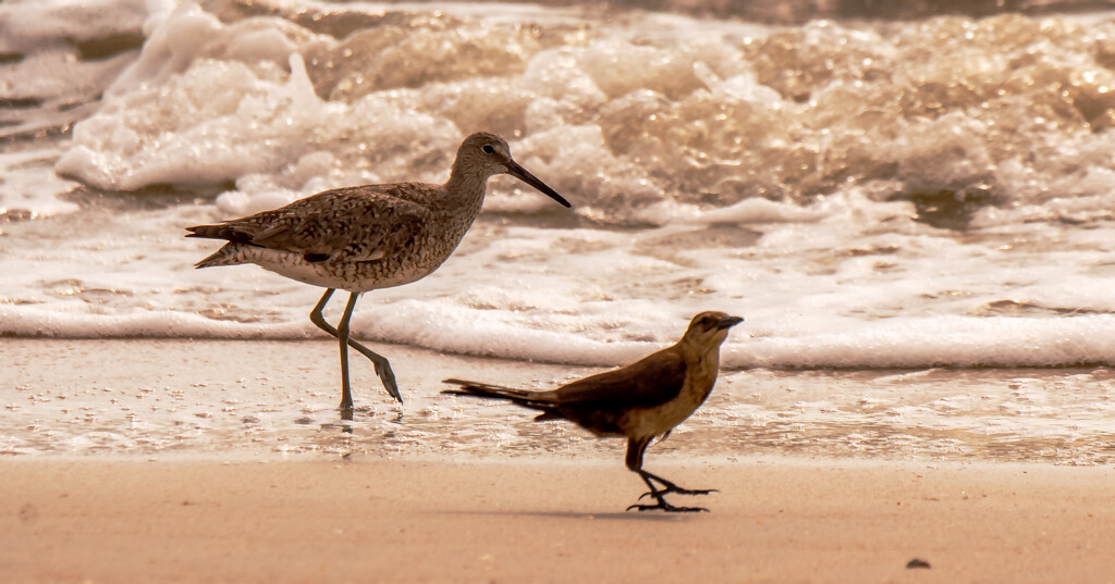 The Willet and Friend Walking Down the Beach! by rickster549