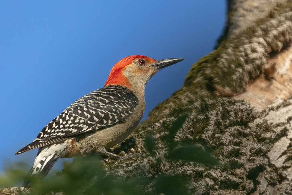 Red-bellied Woodpecker by jyokota